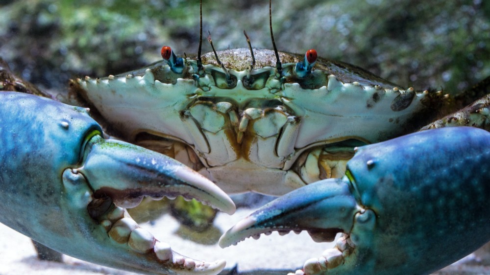 நீலநண்டு உற்பத்திக்கு உதவும் எம்டீஎவ் நிறுவனம்