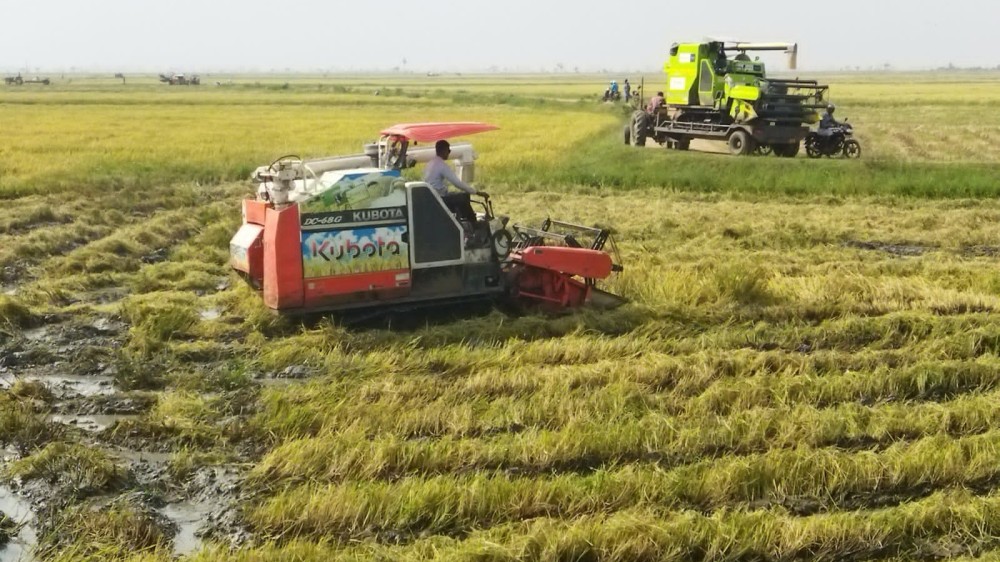 நெல் அறுவடை துரிதம்