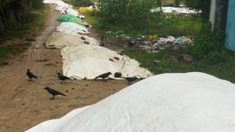 திடீர் மழையால் அவலத்தில் விவசாயிகள்