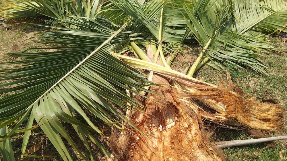 காட்டு யானைகளினால் அழிக்கப்பட்ட வளங்கள் - மனப்பீதியில் ஜனங்கள்