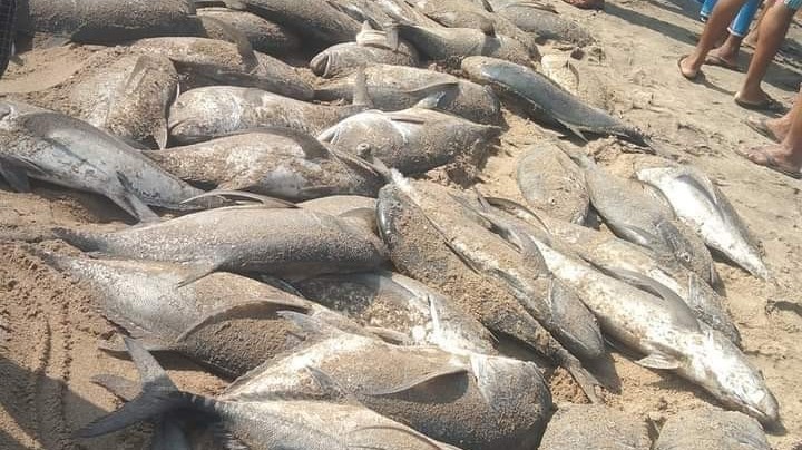 மீன்பிடி சீஸன் ஆரம்பம்