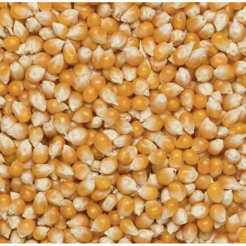 Popping Corn by Wholefood Earth