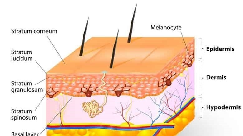 External Factors Influencing Skin Aging