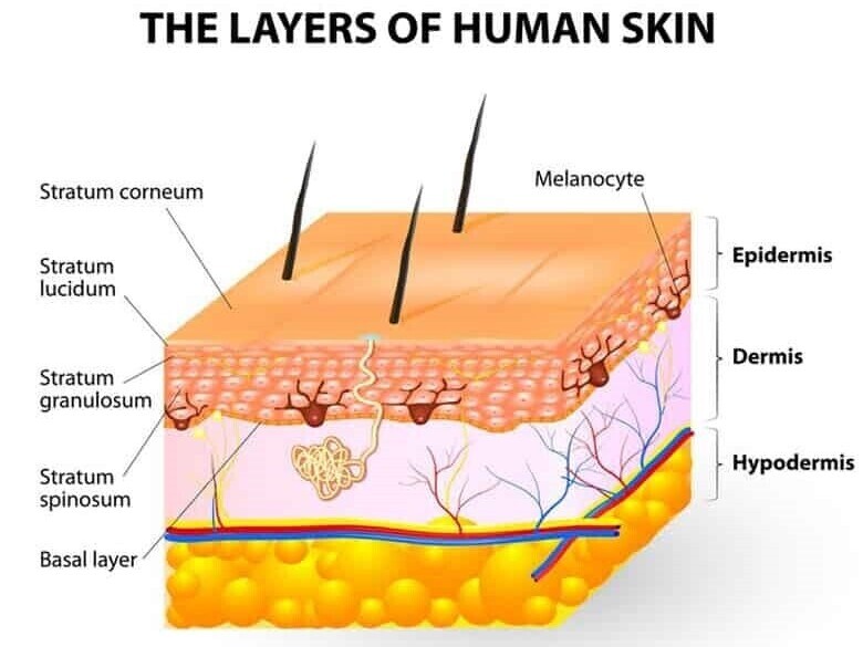 External Factors Influencing Skin Aging