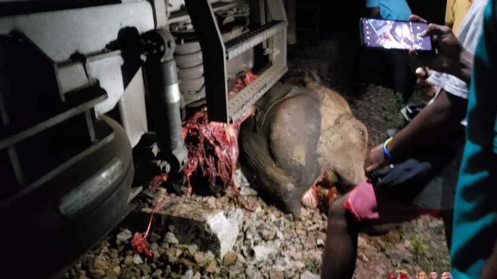 ரயிலுடன்  மோதுண்டு உயிரிழந்த யானைகள்