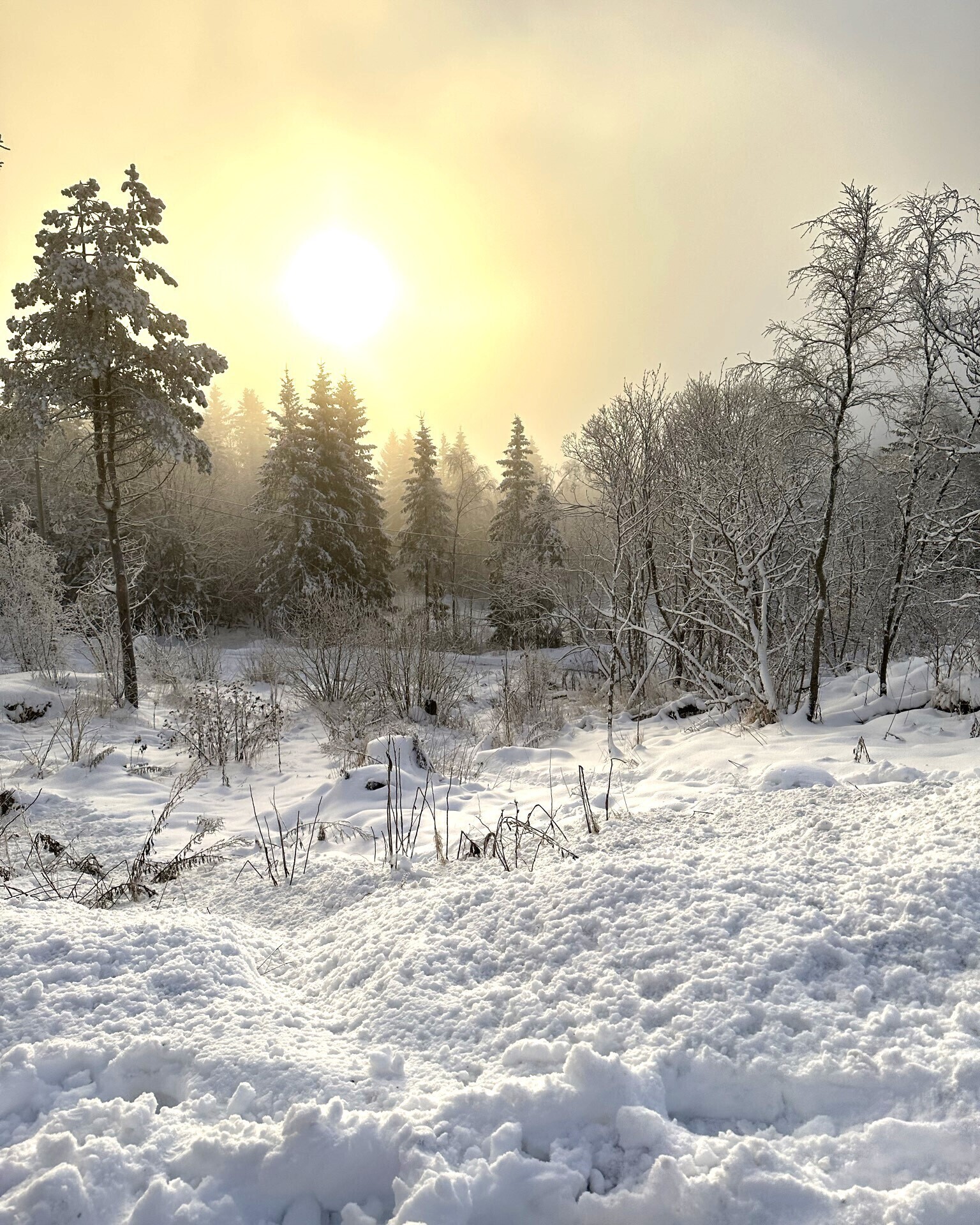 Experience the Toboggan Run in Oslo