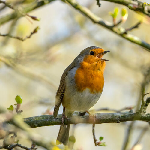 Dawn Chorus Vigil