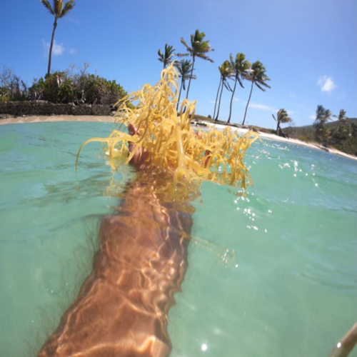 Gold Sea Moss Eucheuma Cottonii Variety