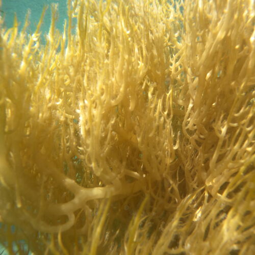 Gold Sea Moss Eucheuma Cottonii Variety