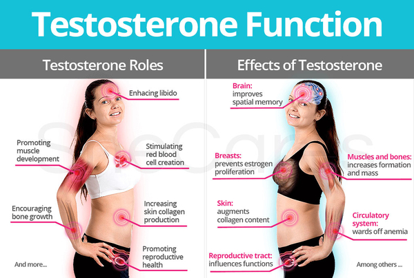 Testosterone so much more than for libido
