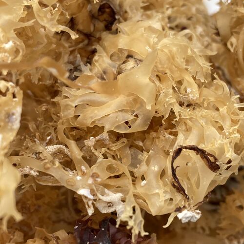 Irish Sea Moss Chondrus Crispus