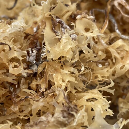 Irish Sea Moss Chondrus Crispus