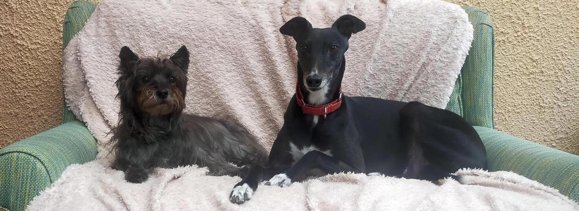 Dog behaviourist Pembrokeshire