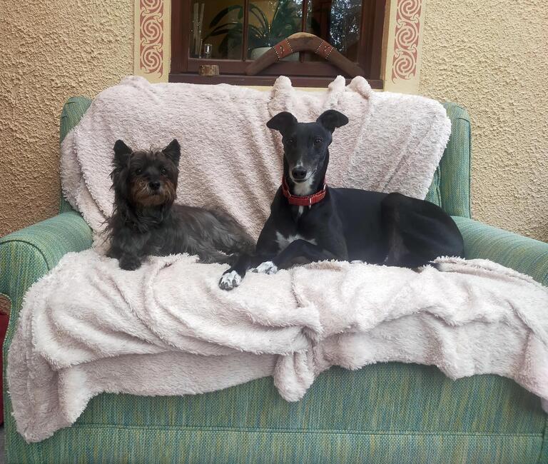 Dog behaviourist Pembrokeshire