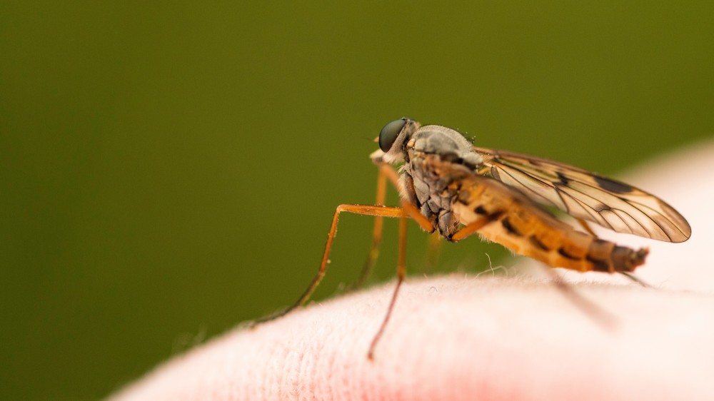 நாடு பூராகவும் டெங்கு ஒழிப்பு வேலைத்திட்டங்கள் தொடர்ந்து முன்னெடுப்பு