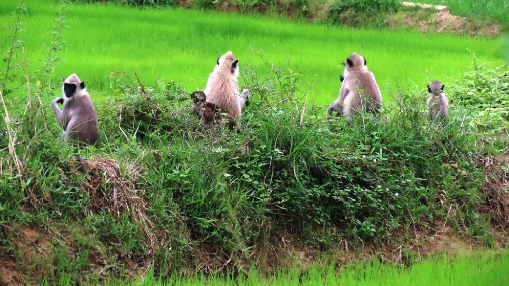 குரங்குகளின் தொல்லை