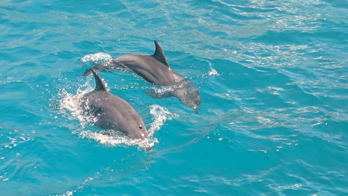 West Coast Dolphin Encounters