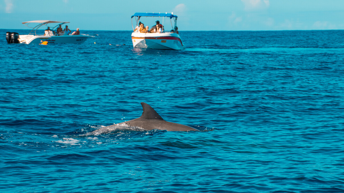 West Coast Dolphin Encounters
