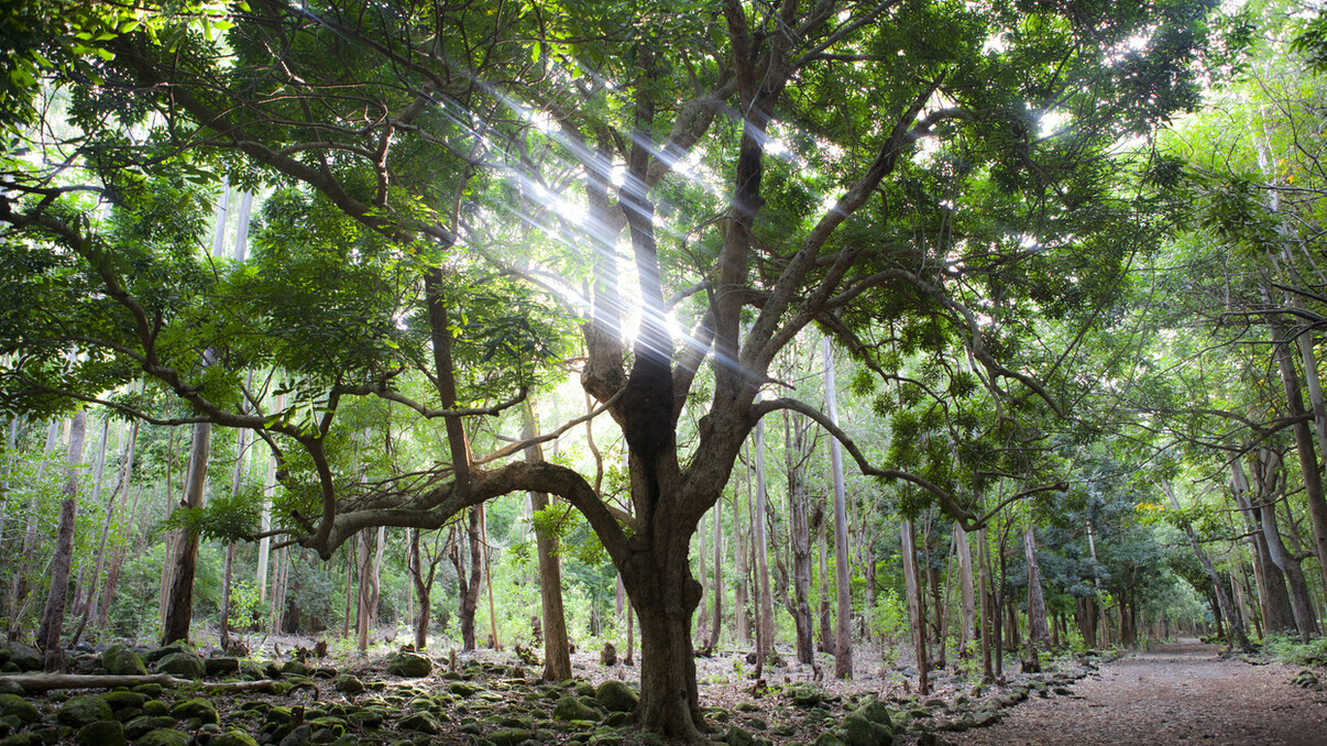 Black River Gorges National Park