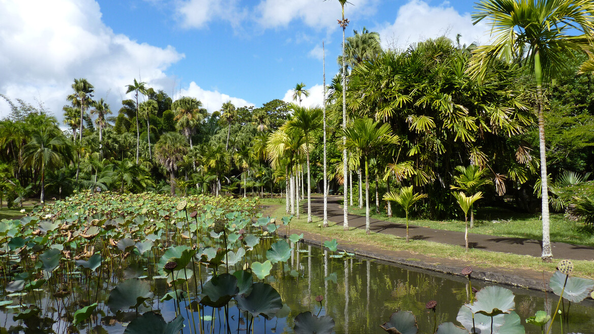 The Mauritius National Botanical Garden
