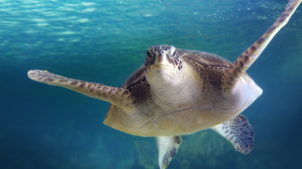 Mauritian Wildlife Experience