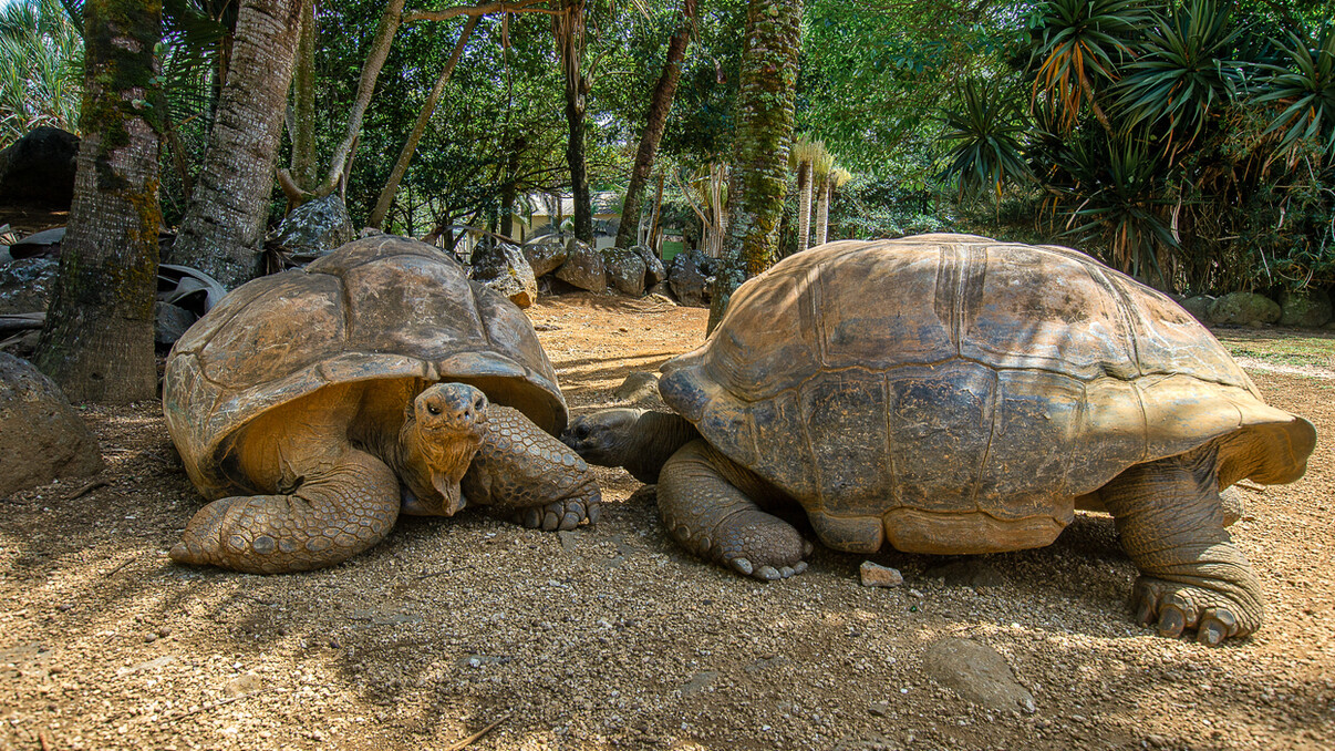 Mauritian Wildlife Experience