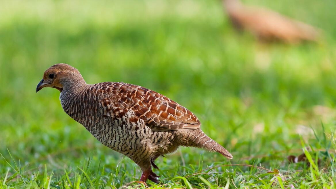 Mauritian Wildlife Experience