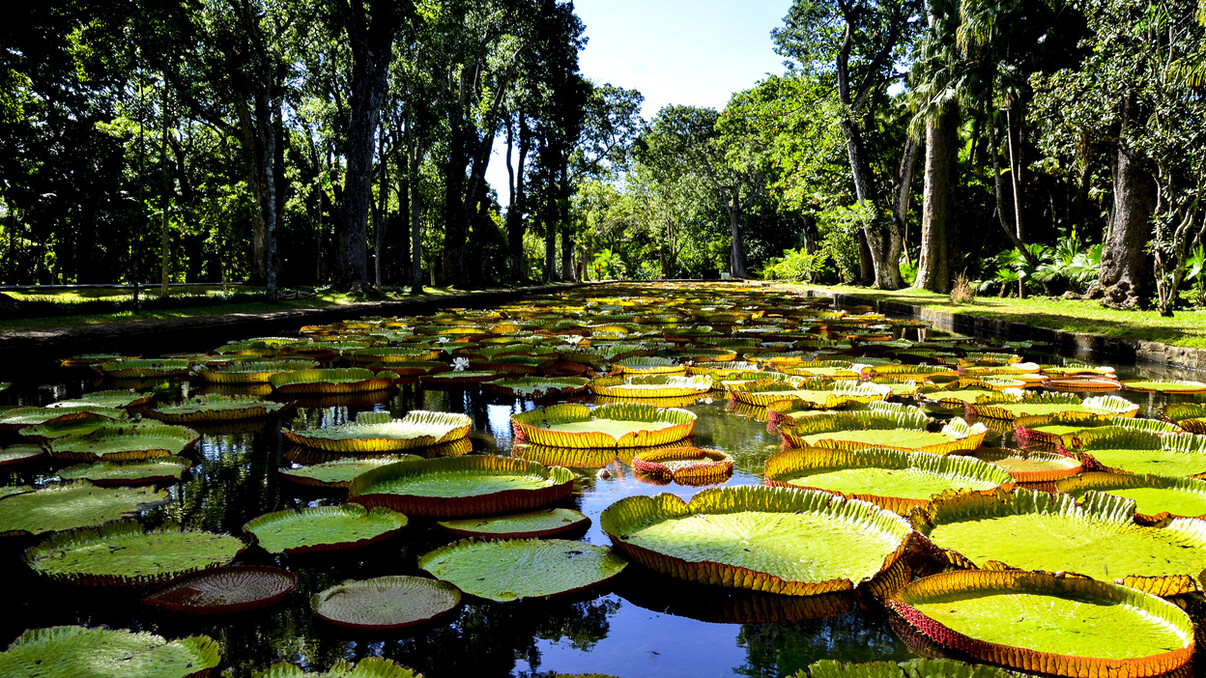 Pamplemousses Gardens