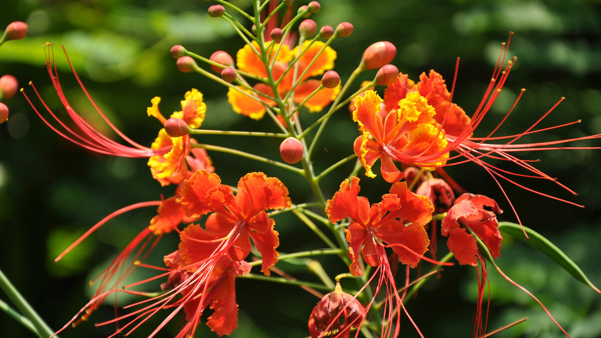 Pamplemousses Gardens