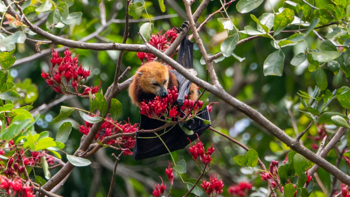 Animals and Wildlife Activities