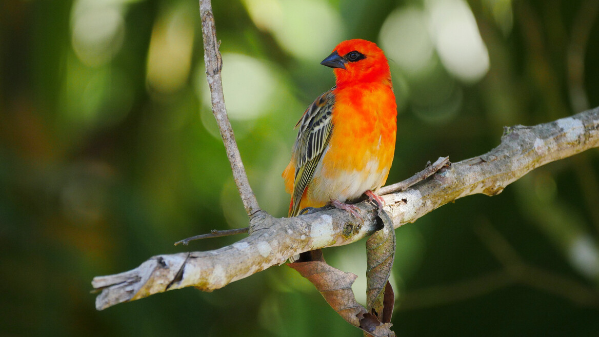 Animals and Wildlife Activities