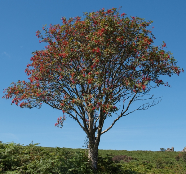 The language of nature