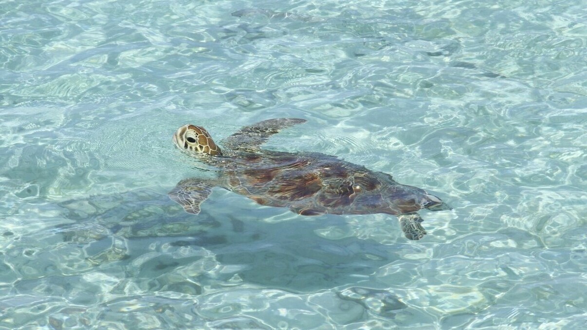 Sainte Anne Marine Park by Catamaran