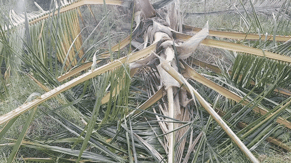 யானைகளால் ஏற்படும் அழிவுகள்