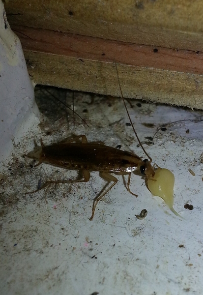 Cockroach Pest Control