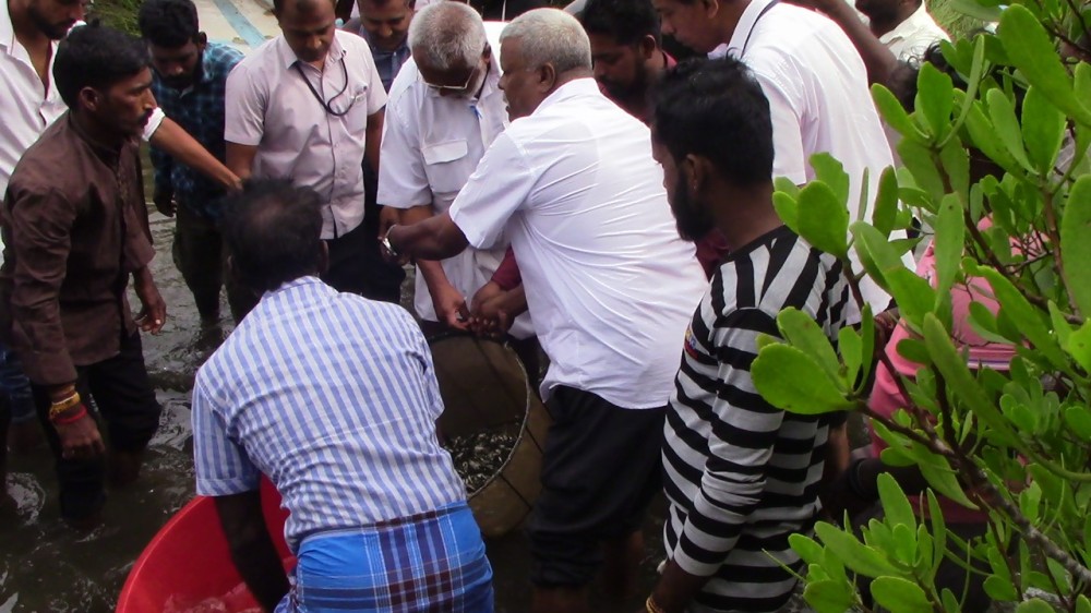 நன்னீர் மீன் குஞ்சுகள்