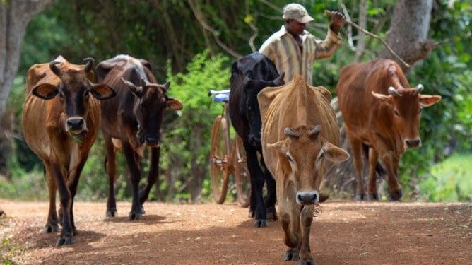 கால்நடை வளர்ப்பாளர்கள் புகார்
