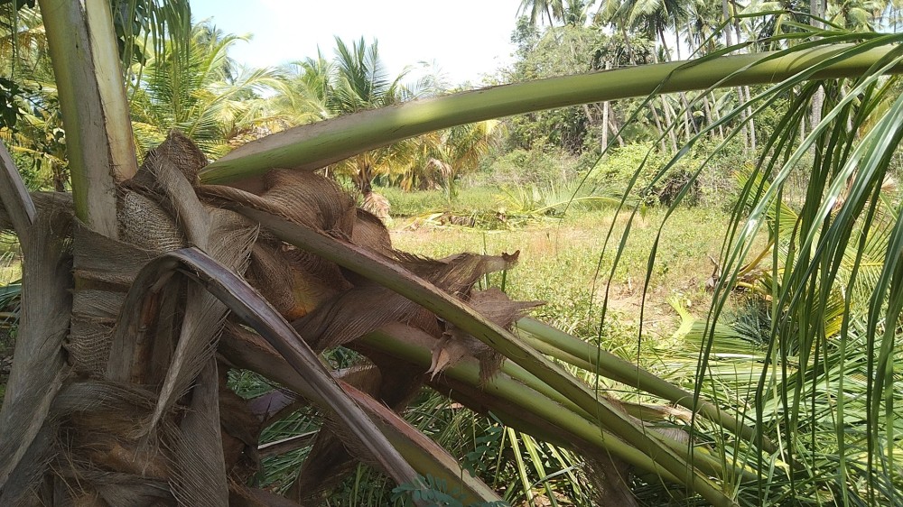 வாழ்வாதாரத்தை அழிக்கும் காட்டு யானைகள்