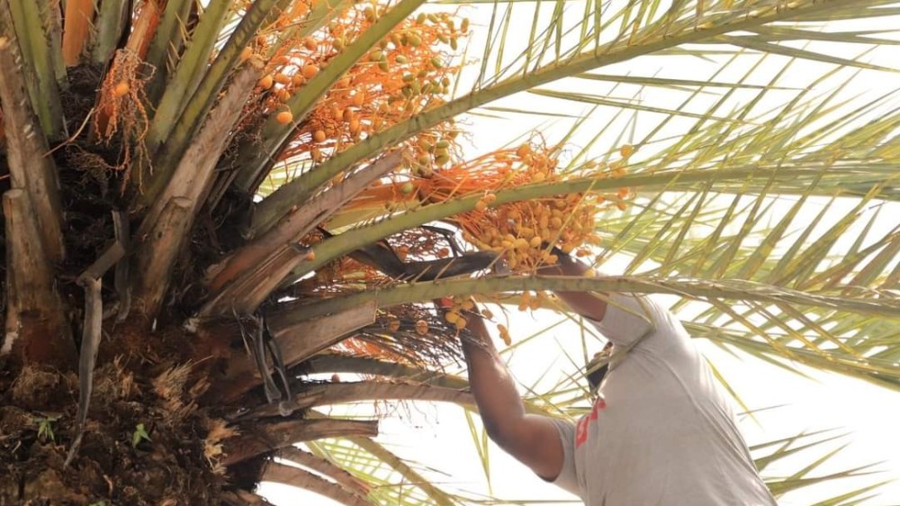பேரீச்சம் பழம் அறுவடையை ஆரம்பித்து வைத்த ஆளுநர்