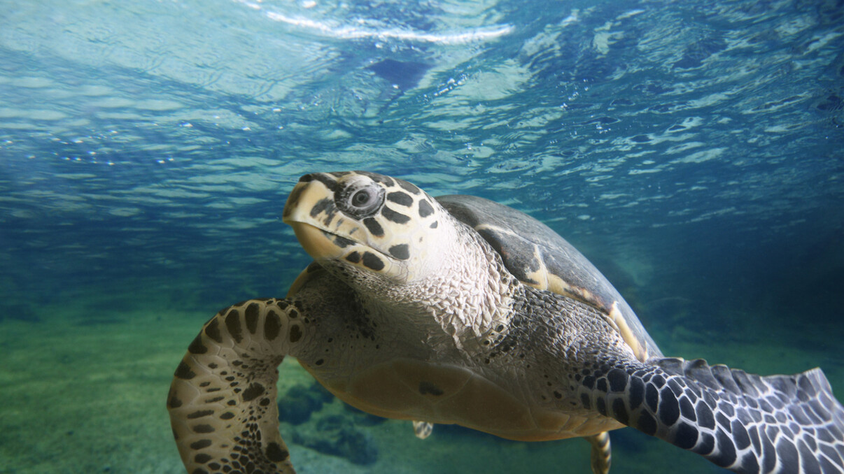 Sea and Water Activities