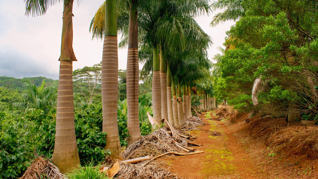 Hiking in Black River Gorges National Park