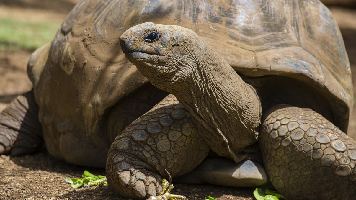 Mauritius Tour Idea 1