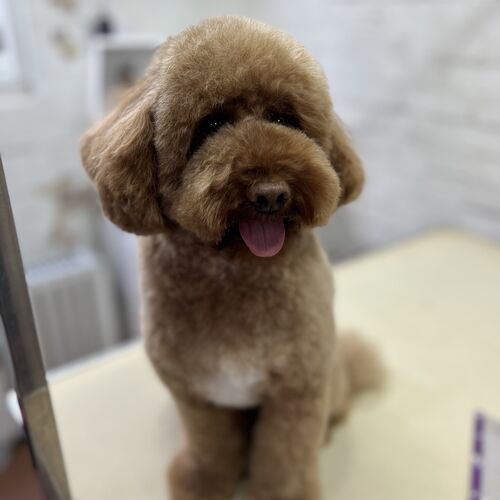 Windle Woofs | Dog Grooming | Photos | Gallery |