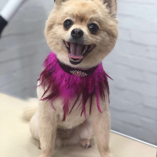 Windle Woofs | Dog Grooming | Photos | Gallery |