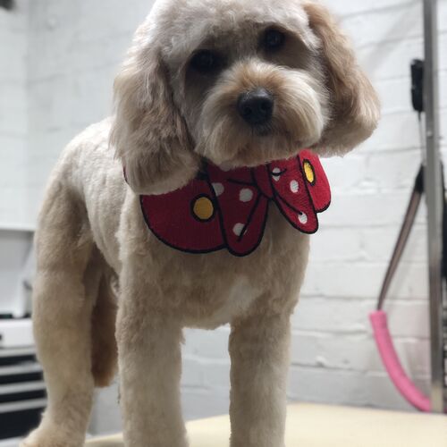 Windle Woofs | Dog Grooming | Photos | Gallery |