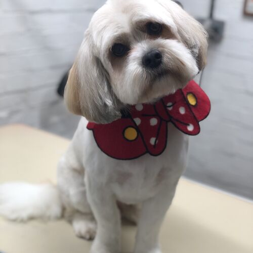 Windle Woofs | Dog Grooming | Photos | Gallery |