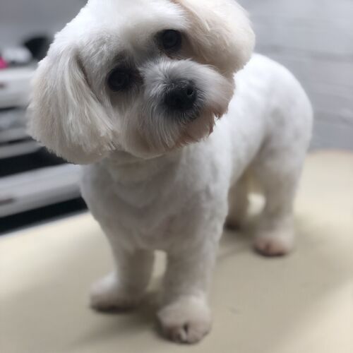 Windle Woofs | Dog Grooming | Photos | Gallery |