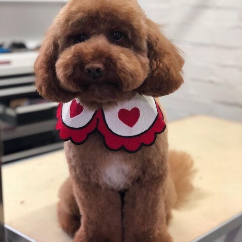 Windle Woofs | Dog Grooming | Photos | Gallery |