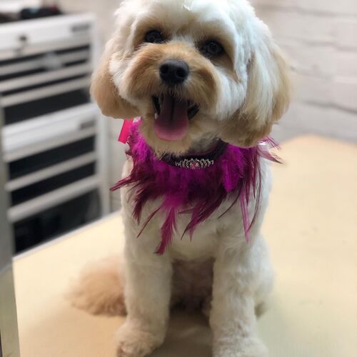 Windle Woofs | Dog Grooming | Photos | Gallery |