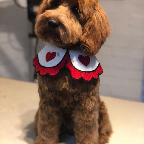 Windle Woofs | Dog Grooming | Photos | Gallery |